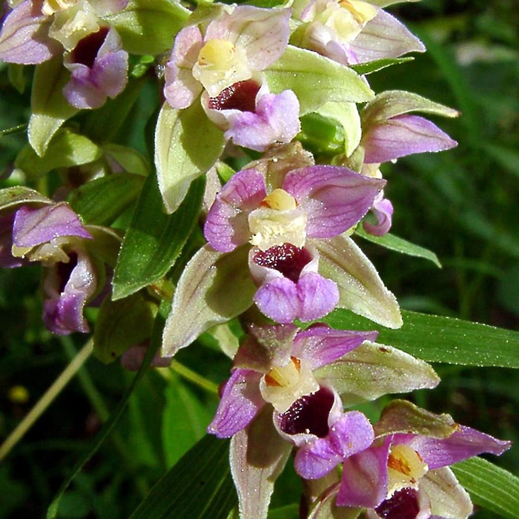 élixir d'orchidée européenne epipactis