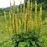 fleur de bach aigremoine