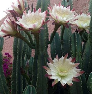 Elixirs de cactus
