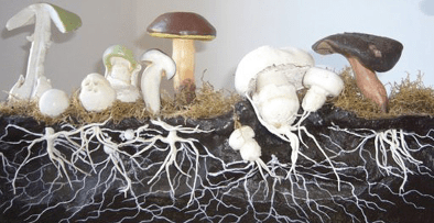 Les élixirs de pierres et de champignons