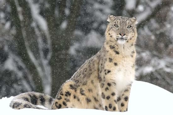 leopard des neiges