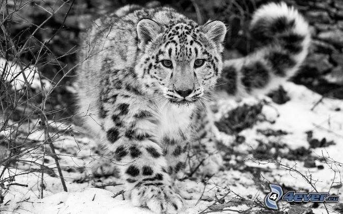 leopard-des-neiges