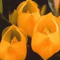 Formation les élixirs d'orchidées